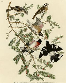 John James Audubon : Rose breasted grosbeak, plate 127